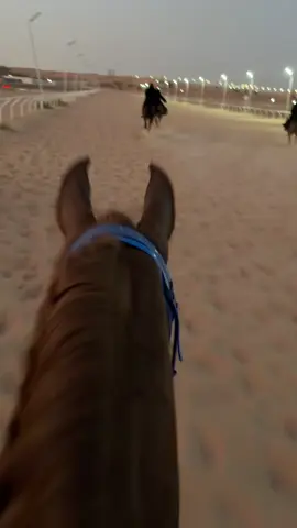 #اكسبلور #خيل_وخياله🐎 #viralvideo #foryou #fyp 