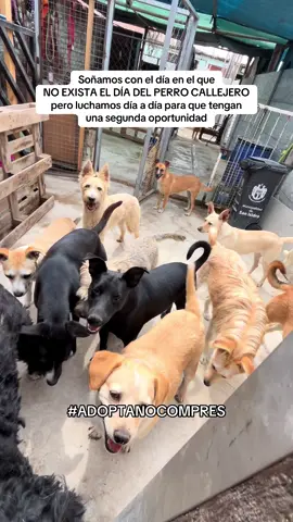 Ellos no eligieron la calle, pero la sociedad se olvidó de ellos. Por favor ADOPTA NO COMPRES. #adoptanocompres #diadelperrocallejero #rescateanimal #perroscallejeros #adoptaresmejor