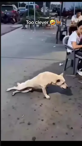 Watch until the end🤣🤣 No more words 🤣🐕🤣🐕 #fypシ゚ 
