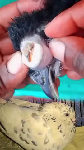 #AnimalCare #PetCare #VetMed #AnimalRescue #WildlifeRescue 