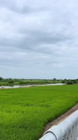Nét đẹp quê hương #oque #quehuong #canhdepmientay #kyuctrongtoi 