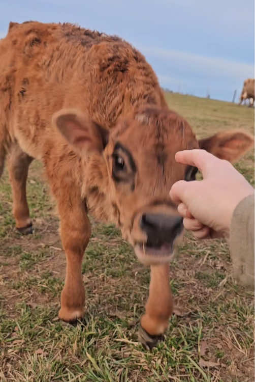Dramatic cow #cow #animals #funny #funnyvideo #fyp 