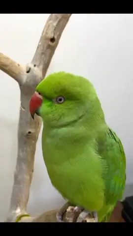 So cute 🦜😍😘 #petlover #foryoupage❤️❤️ #foryou #fyp #viral 