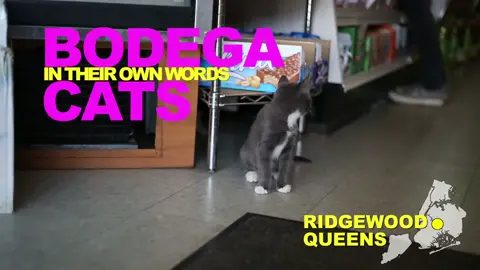 From the archive: Carmel of Ridgewood, Queens. Nearly 10 years ago, @WNYC gave New York's bodega cats a voice. We licensed this series last year because these clips are part of the neighborhood record. Carmel holds court in Ridgewood: part coworker, part store security, part local character. Original video: WNYC / Jennifer Hsu / Amy Pearl #BodegaCats #BodegaCatsOfNewYork #NYCHistory #Ridgewood #Queens #CatsOfTikTok #CatsofInstagram