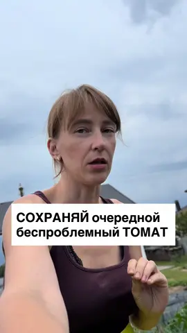 низкорослый оранжевый томат «Фаворитка» от @Агрофирма Партнер | Семена  📍высокоурожайный  📍раннеспелый  📍простит вам даже тень  📍устойчив ко многим заболеваниям  вести рекомендуется в 2 стебля👌 плоды прям как гроздья винограда усыпаны томатами  однозначно рекомендую 🤝 давай дружить, если любишь огородные дела🤝 будем делится лайфхаками и опытом 👌 #яспартнером_3этап #томаты #слоним #томат #огородница