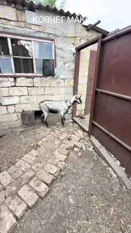 #ковчег #макса #бик Мартин