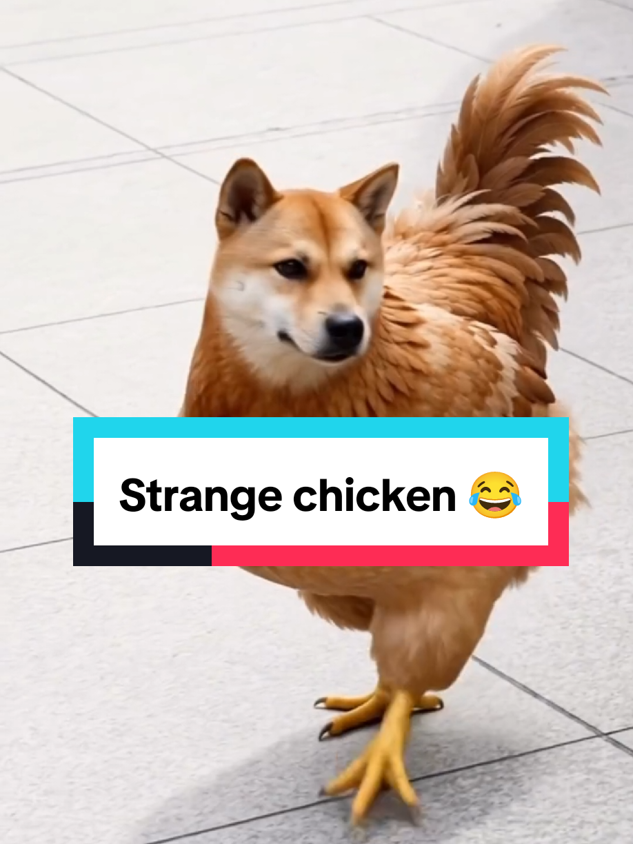 Strange chicken 😂😂😂