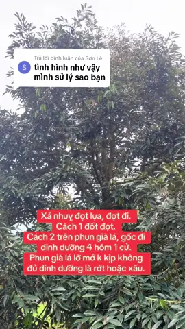 Trả lời @Sơn Lê #chuhaicailay 