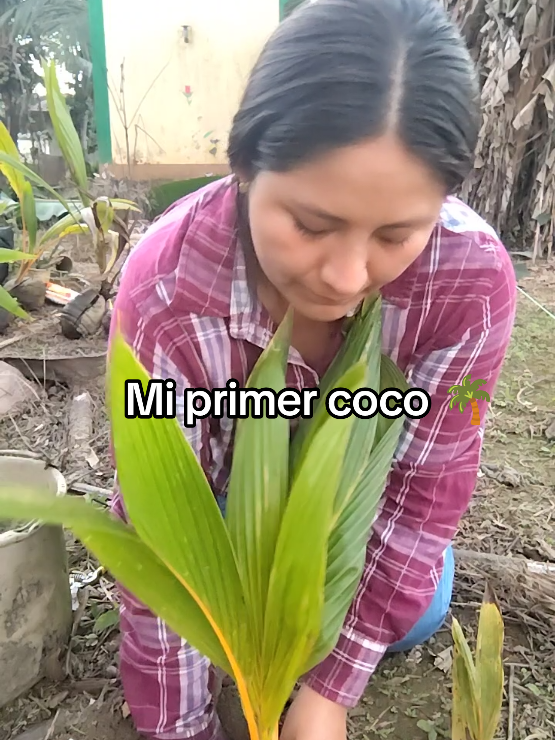 Ayer sembré mi primer coco🥥🌴 #agriculture #coco 