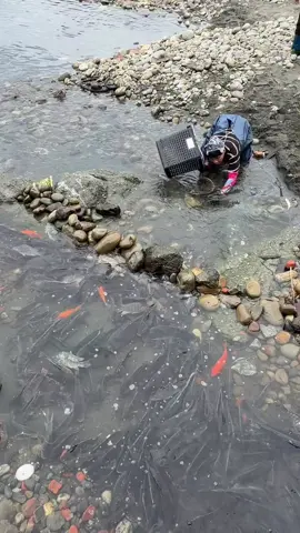 🤗bắt cá🐟Taiwan🇻🇳🇹🇼🇵🇭🤗#kéovideolênxuhướng秋去冬来月如风 
