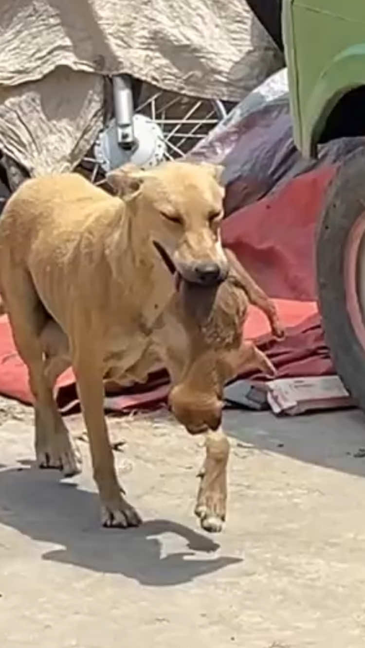 The poor mother dog was abandoned, and her puppies had nowhere to shelter… She had only one last place to try. And then…#animalrescue #rescueddog #puppy #cat #fyp 