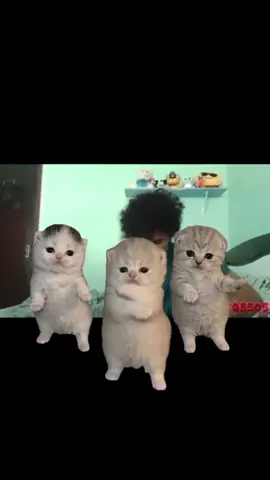 #マテウス