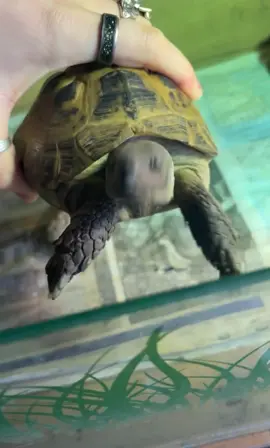 No he doesnt have tics #ploddy #funny #Meme #tortoise 