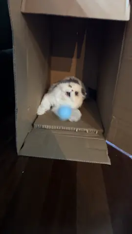 Tato loving the new toy. Sometimes his hyperasthesia flares up when he plays so he leaves when he’s had enough.  #potatothepersian #persiancatsoftiktok #cutecats #fluffycats 