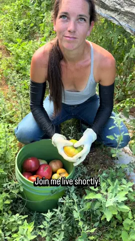 I will be going live a few times a week hopefully! Join me for some farming! #farmlife #live #work #natural #fyp 