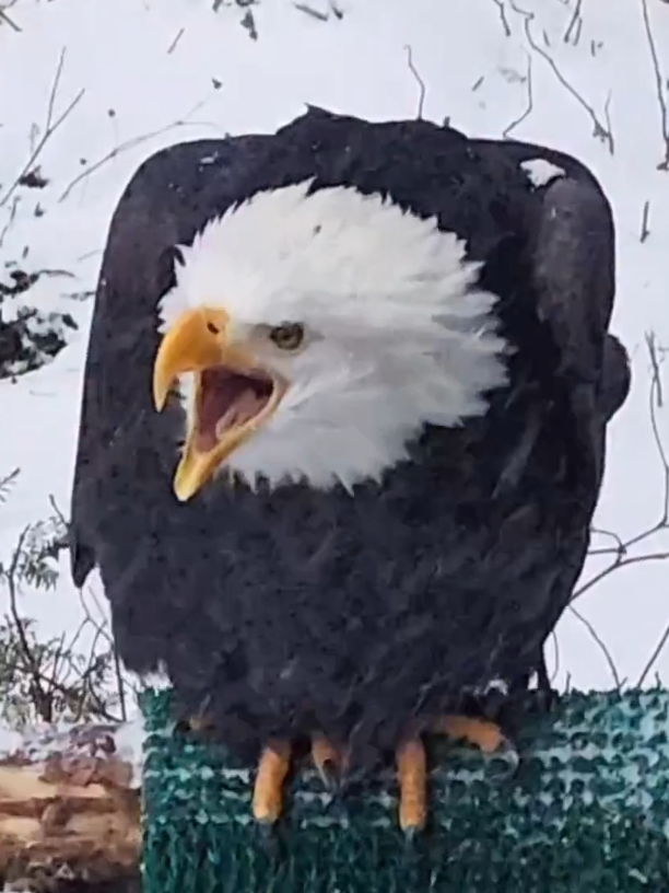 You won't believe these terrifying anima noises #scaryanimals #birds #wildlife #nature #animalssounds 