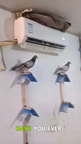 ​VIP Air Conditioned Pigeon Loft Setup! ❄️🕊️​#USPigeonRacing  ​#UKLoftSetup  ​#USAvianCare  ​#UKPigeonFanciers  ​#USBirdBreeders  ​