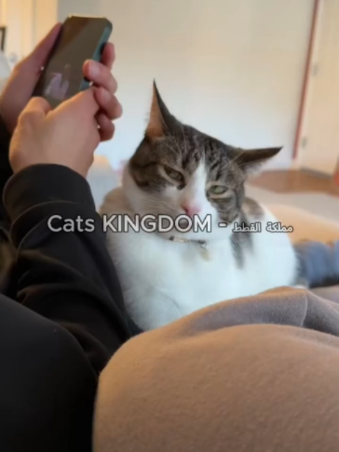 👀😻 لماذا تنظر إليك قطتك بصمت؟ قد تكون تحاول أن تخبرك بشيء! شاهد الفيديو للنهاية. 🐈❤️ #القطط #قطط #cats #catlover #catsoftiktok #fyp #viral