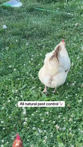 Can’t be having mites on my girls @Reliant Pet #chickensoftiktok 