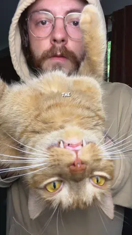 I promise he’s real #catsoftiktok #catdad #funnycats #orangecatbehavior #orangecat 