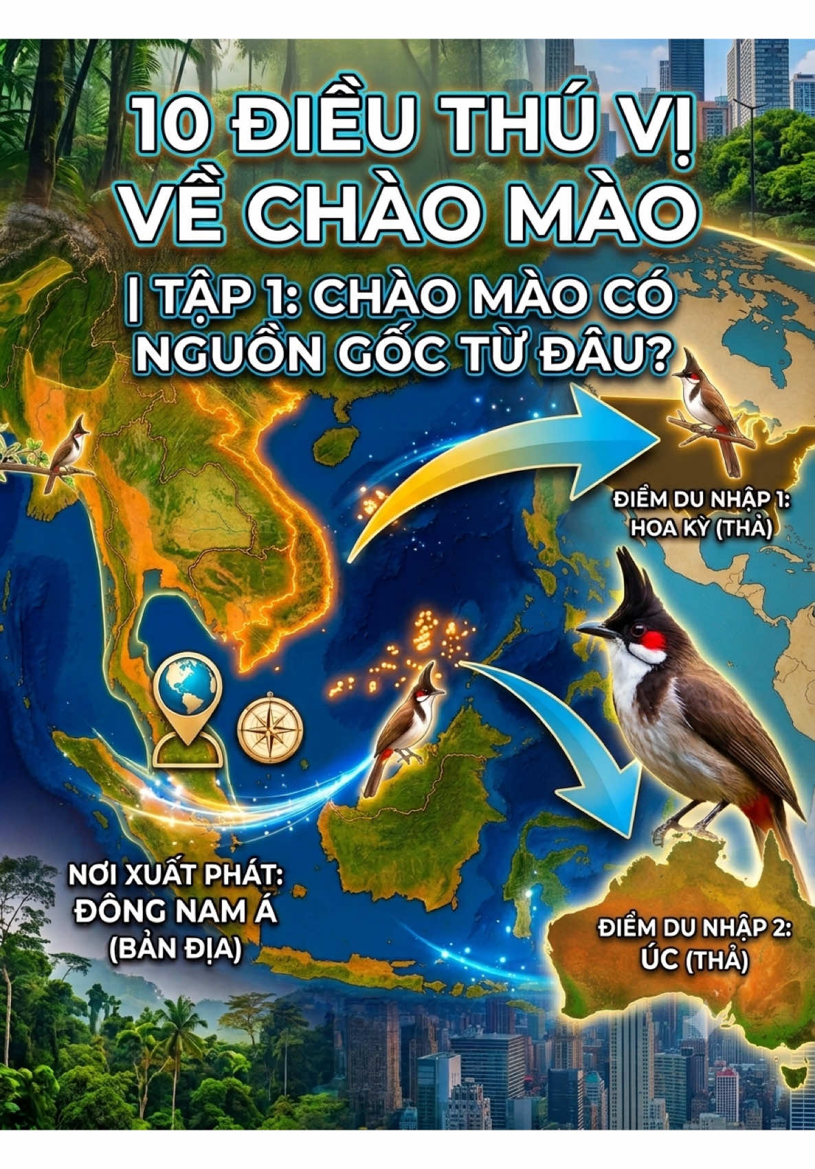 10 Điều Thú Vị Về Chào Mào | Tập 1: Chào Mào Có Nguồn Gốc Từ Đâu? #10DieuThuViVeChaoMao #TheGioiChimCanh #ChaoMao #ChimCanh #nuoichaomao 