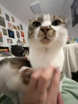 #fyp #animals #cat #funny #viral 