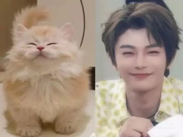 kucing gemoyku 🤏🤏🤏#dingyuxi丁禹兮 #cdramaactor #global 