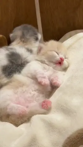 so cute orange kitten  #fyp #cutest #catvideos #cat #kitten 