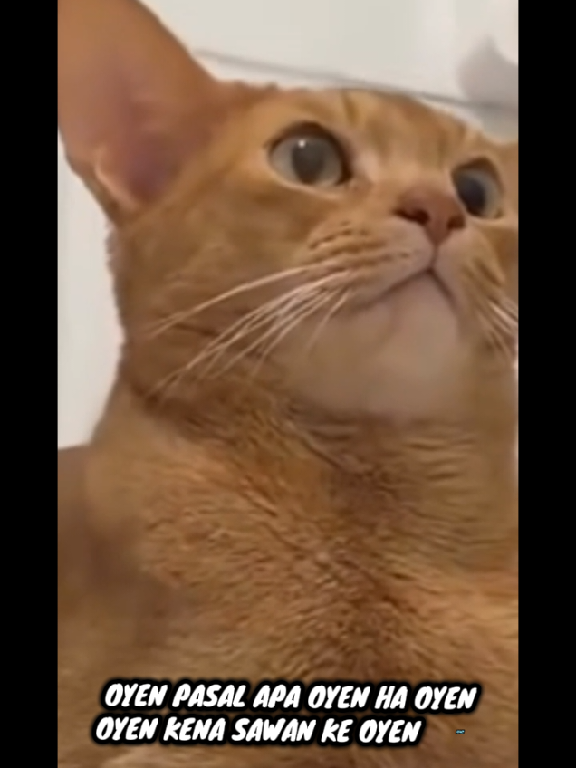 bila dah sampai masa, redha ajalah😭😭😭😭😭😭 #fyp #fyppppppppppppppppppppppp #pencintakucing #santaisantai 