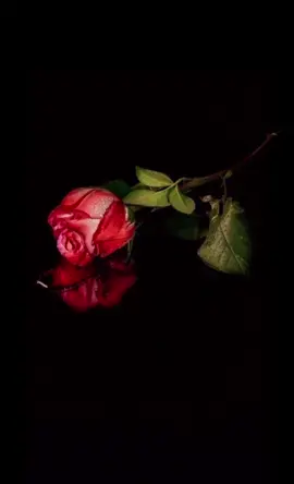 #قورئانی_پیرۆز🌹  #هەولێر_سلێمانی_دهۆك_ڕانیه_کەرکوک_زاخۆ 