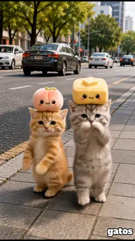 Gatos Bailando #dance #funny #michis  #cat #gatos 