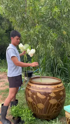 ขุดบัวหลังบ้านขึ้นมาปลูกลงโอ่ง #ปลูกบัว #บัว