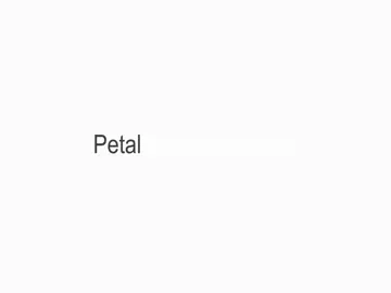 ackkkk #lyrics #arianagrande #petal #fyp 
