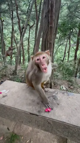 太阳出来我爬山坡#monkey #lovemonkey #foryou #fyp #funny 