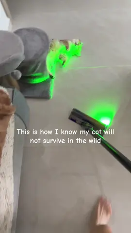 Survival instincts 0, Blep level 100 #toffeetheblep