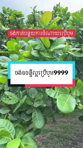 #បូរុន9999 #ថ្នាំជំងឺនិនចា #បូម9999 #fertilizer 