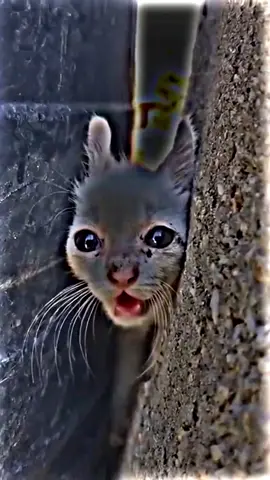 poor kitty😭😭😭