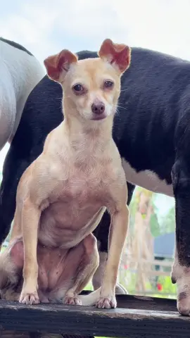 The little one is 🔥 