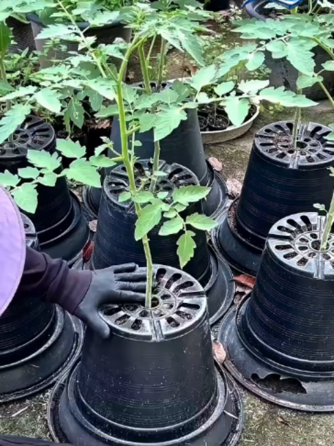 ល្បិចប៉េងប៉ោះមួយនេះ នឹងធ្វើឲ្យអ្នកភ្ញាក់ផ្អើល! 😱🍅