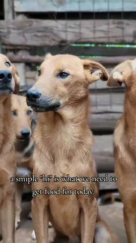 #LifeWithDogs 