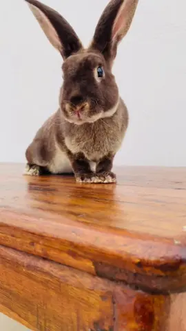 Présentation d’une jeune femelle Rex Loutre Havane🤎😍 #cuniculture #lapin #bunniesoftiktok #rex #capcut 