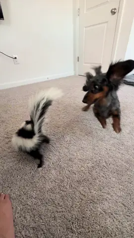 Wait till the end, Frankie fakes Tux out BAD😭💀 my boys are playing so well!! #tuxtheskunk #dachshund #skunksoftiktok 