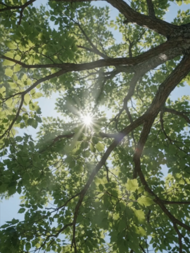 Whispering Leaves & Golden Sunbeams Look up and get lost in the tranquil beauty of nature with this serene view of a lush tree canopy. The video captures the vibrant green leaves gently swaying in a soft breeze as warm sunlight filters through the intricate branches, creating dazzling sun rays and beautiful lens flares against a bright blue sky. Paired with a calming, acoustic guitar melody, this peaceful scene invites you to take a deep breath, relax, and appreciate the simple, grounding magic of a beautiful day outdoors. #NatureLovers #PeacefulVibes #Sunbeams #TreeCanopy #RelaxingNature #Mindfulness #AcousticMusic #NatureTherapy