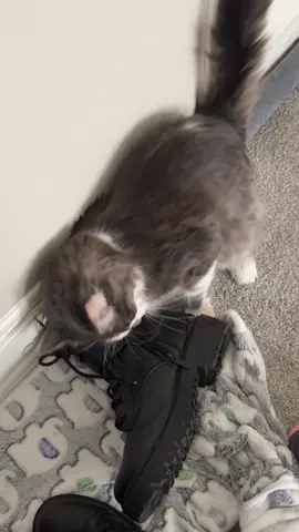 Caught in the act #cats #funnycats #funnyvideos #cattok 