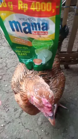 mama ayam #ayam #chicken 