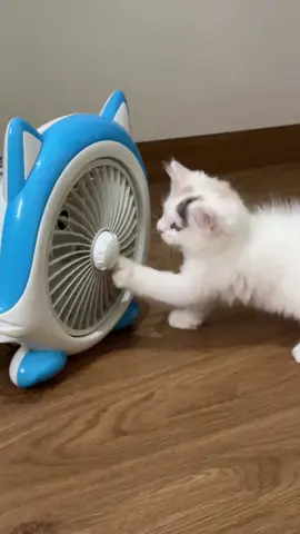 #cat #catloversindonesia #catsoftiktok 