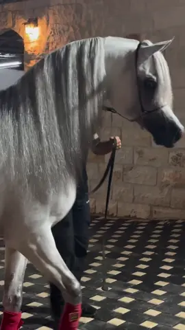 معذور 🐎🤍 #اكسبلور #خيل_عربي_اصيل #اكسبلورexplore 