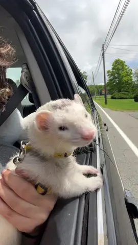 🥹 #ferretsoftiktok #ferret 