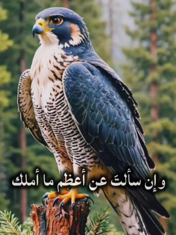 #CapCut #ستوريات #حالات #ترند #قصائد 
