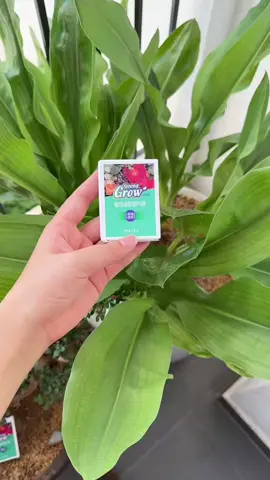 Phân bón cây dạng thanh tan chậm phù hợp cho cây cảnh cây hoa #phanboncay #chamsoccaycanh #tronghoa  